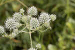 Southern rattlesnake master